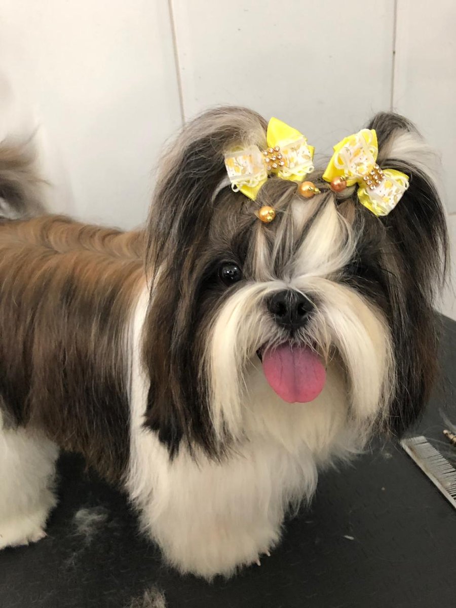 Pet Shop Mundo Dos Animais