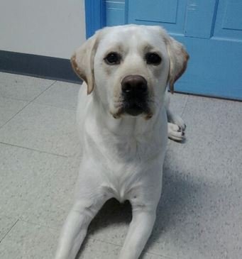 Médica Veterinária Dra. Ciciane Marten