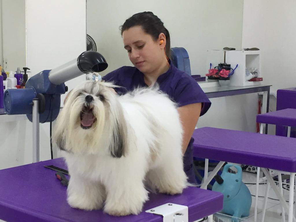 Salão de estética animal by Matheus Giovane