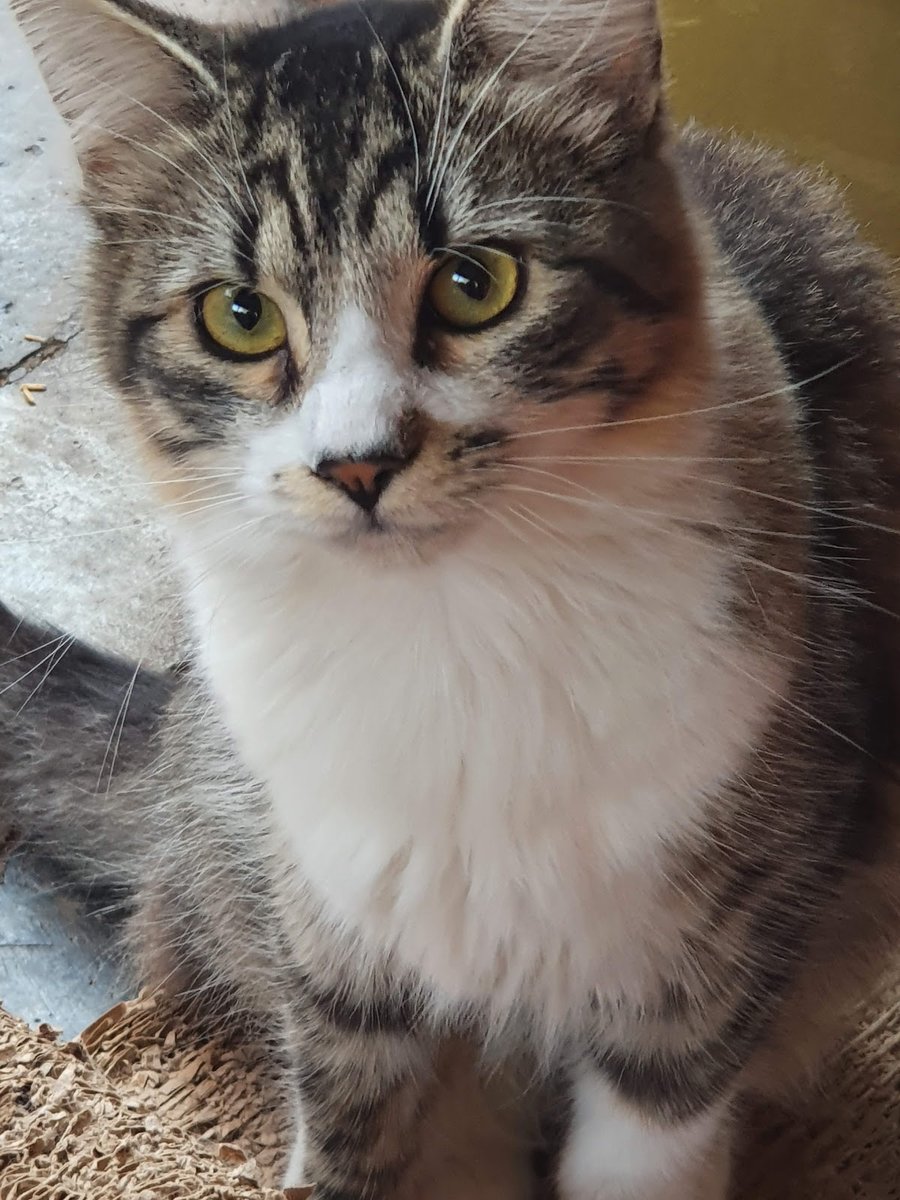 Feito Cão & Gato Campinas