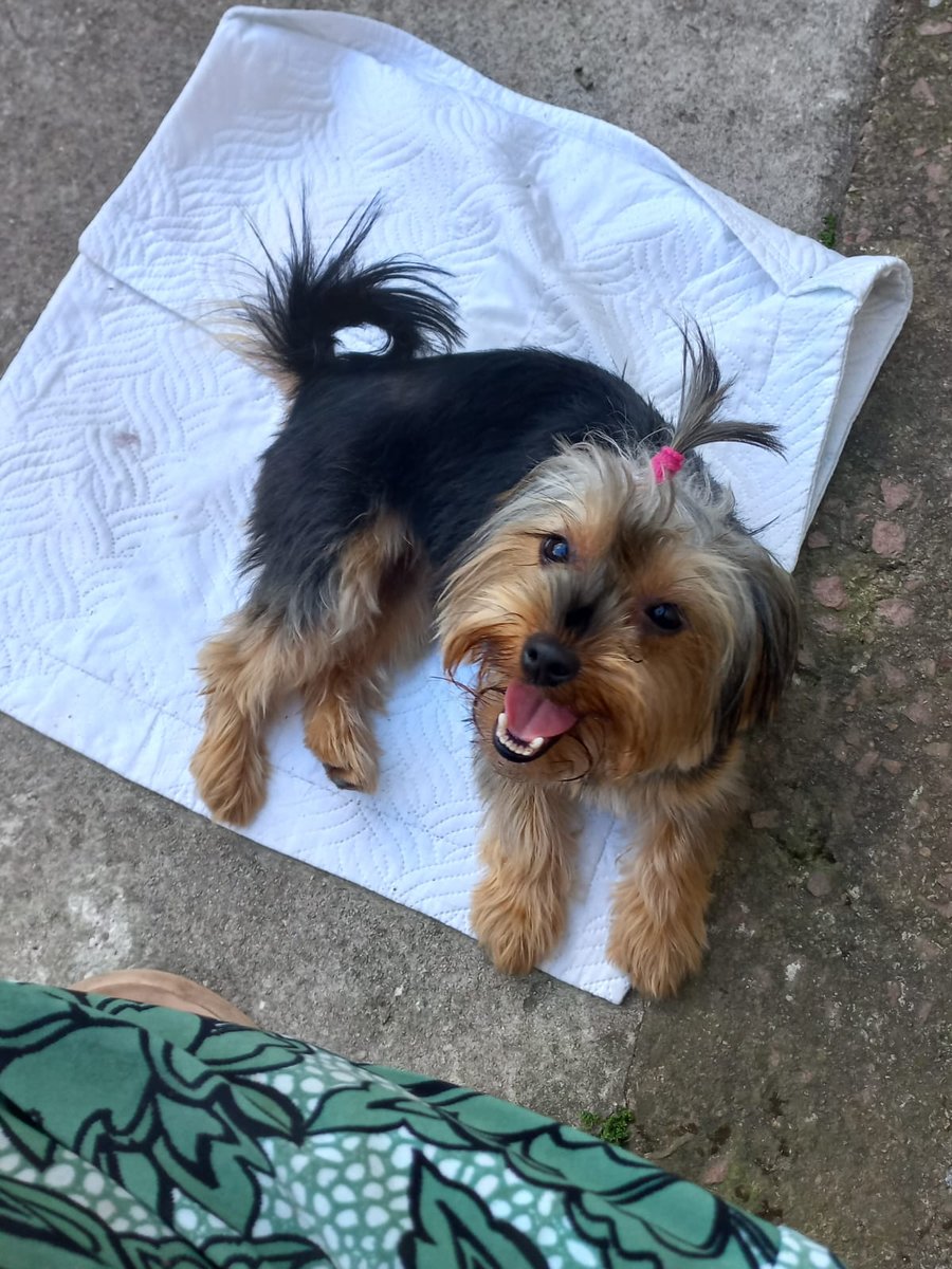 Clínica Veterinária Villa Bicho