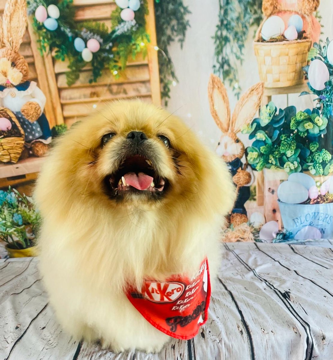 Clínica Veterinária Verlengia