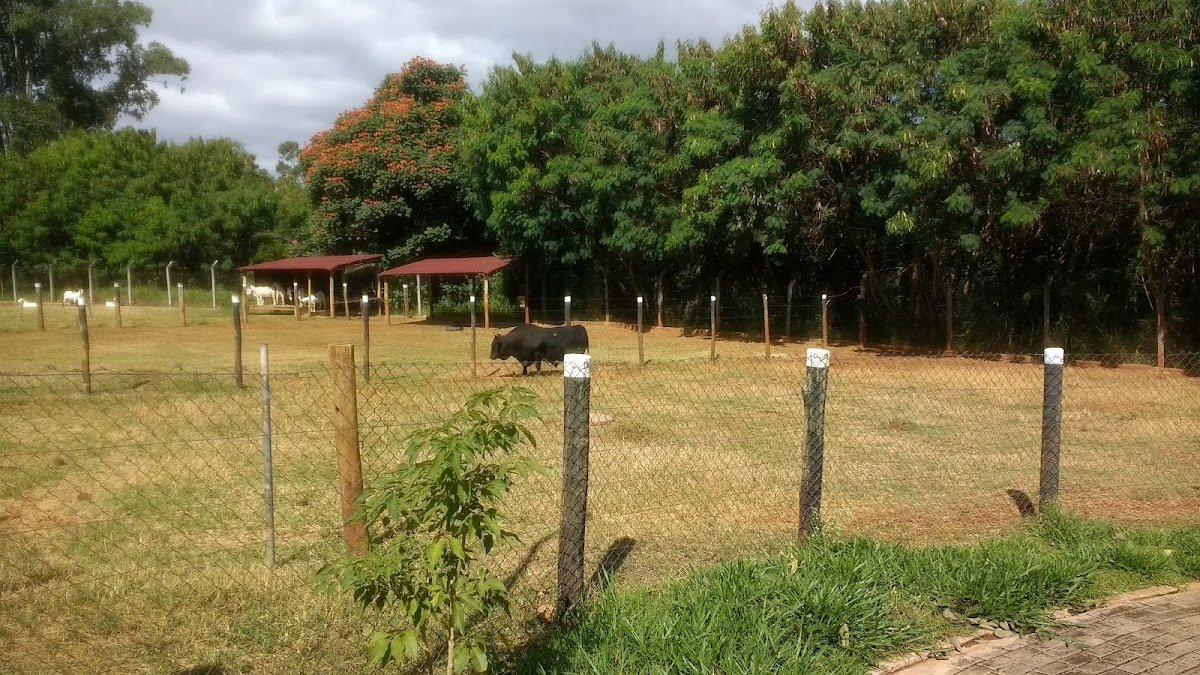 Clinica Veterinária Bem Estar Animal