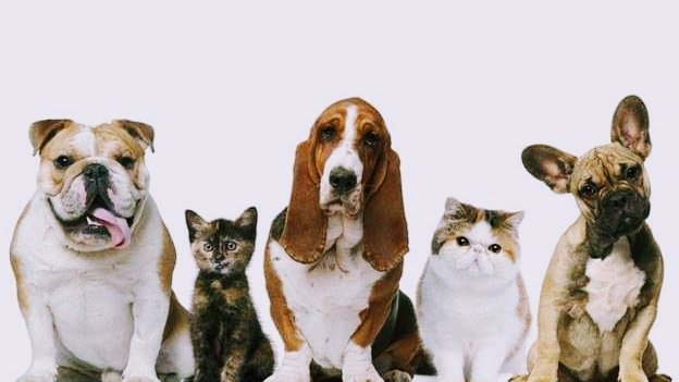 COSTA & CAPPI CLÍNICA VETERINÁRIA