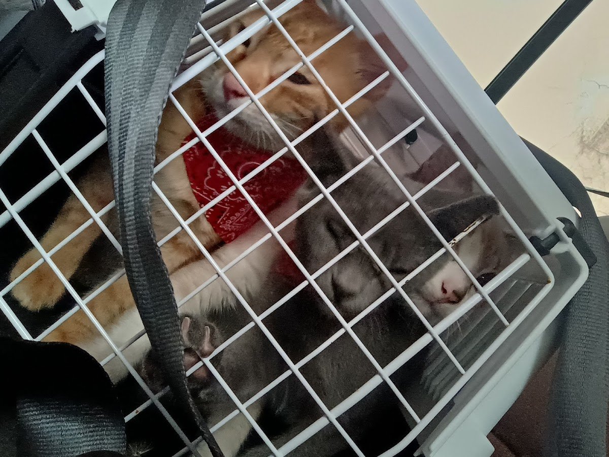 Coordenadoria de Saúde e Bem Estar Animal