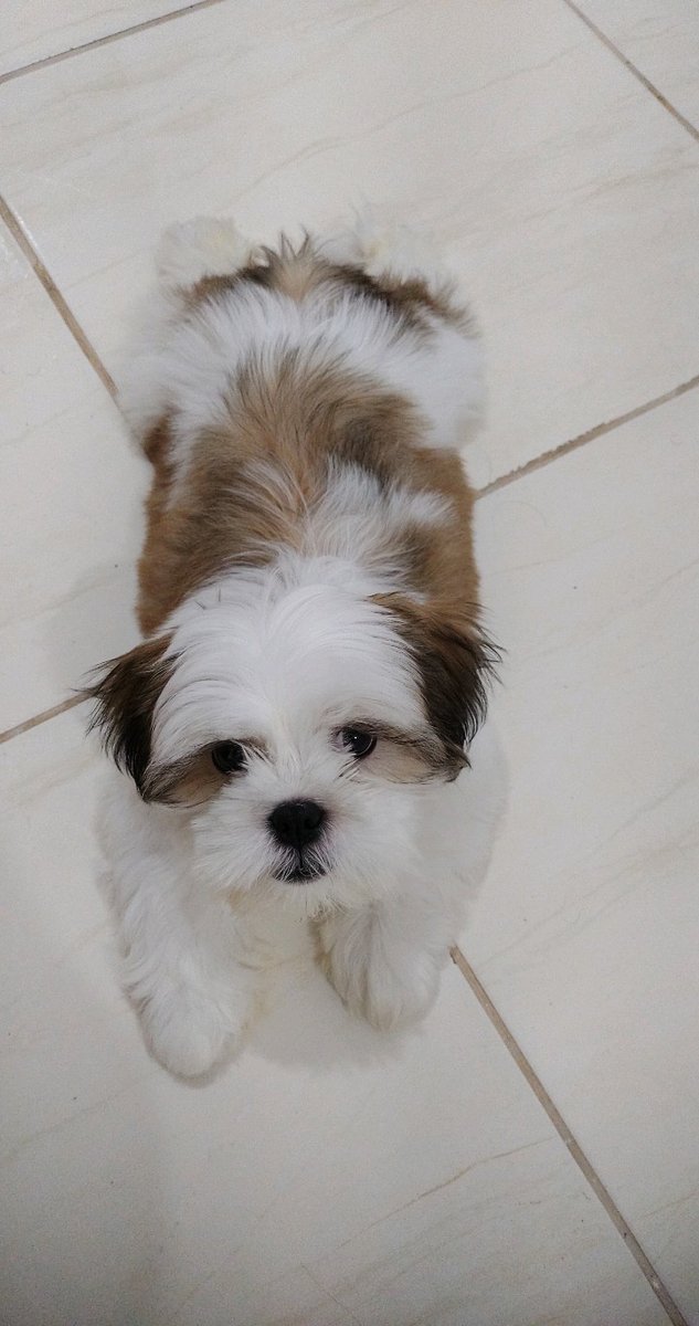 Clínica veterinária