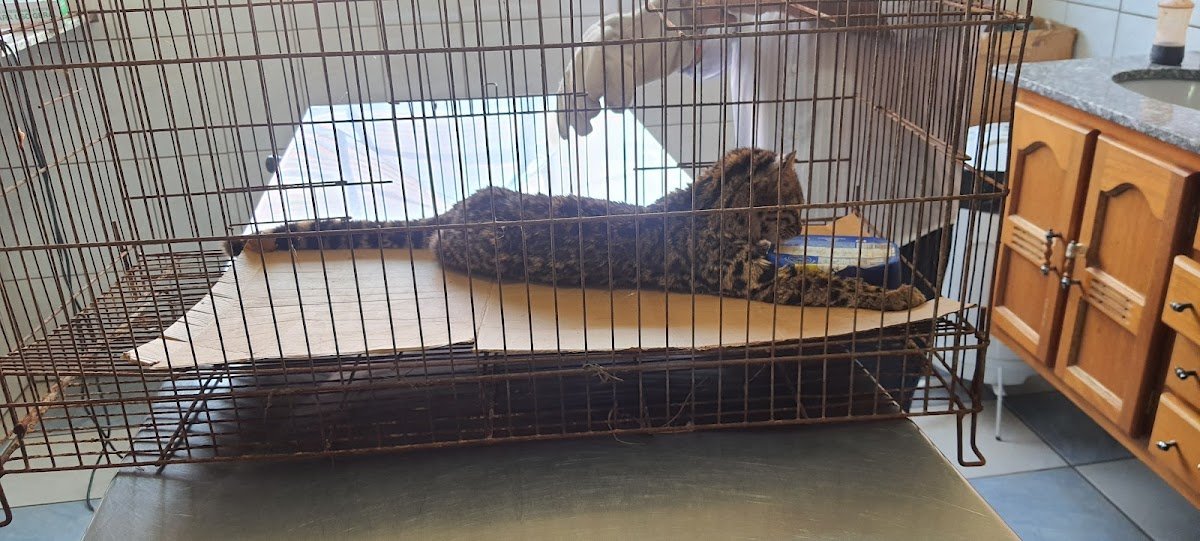 Clínica Veterinária Dr. Sidnei de Queiroz