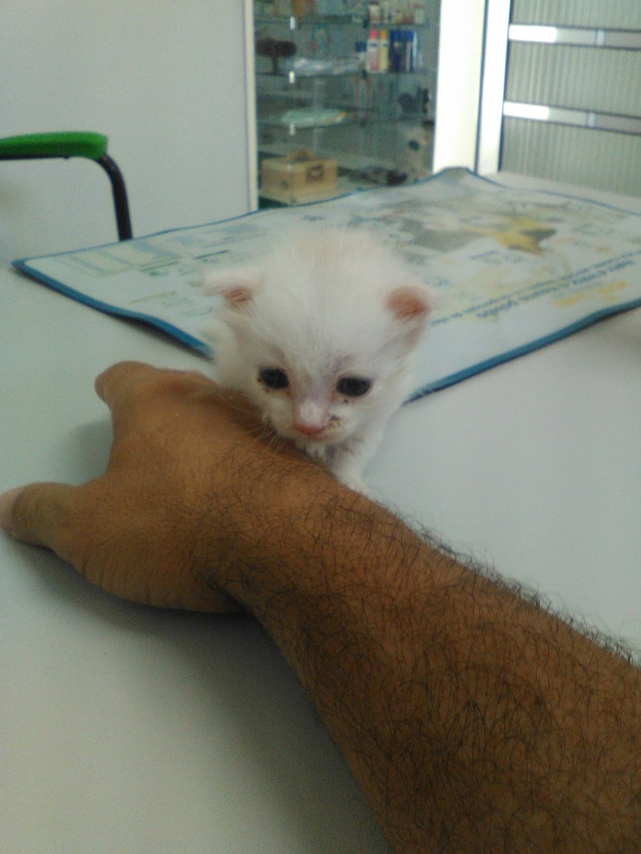 Medcão Clínica Veterinária