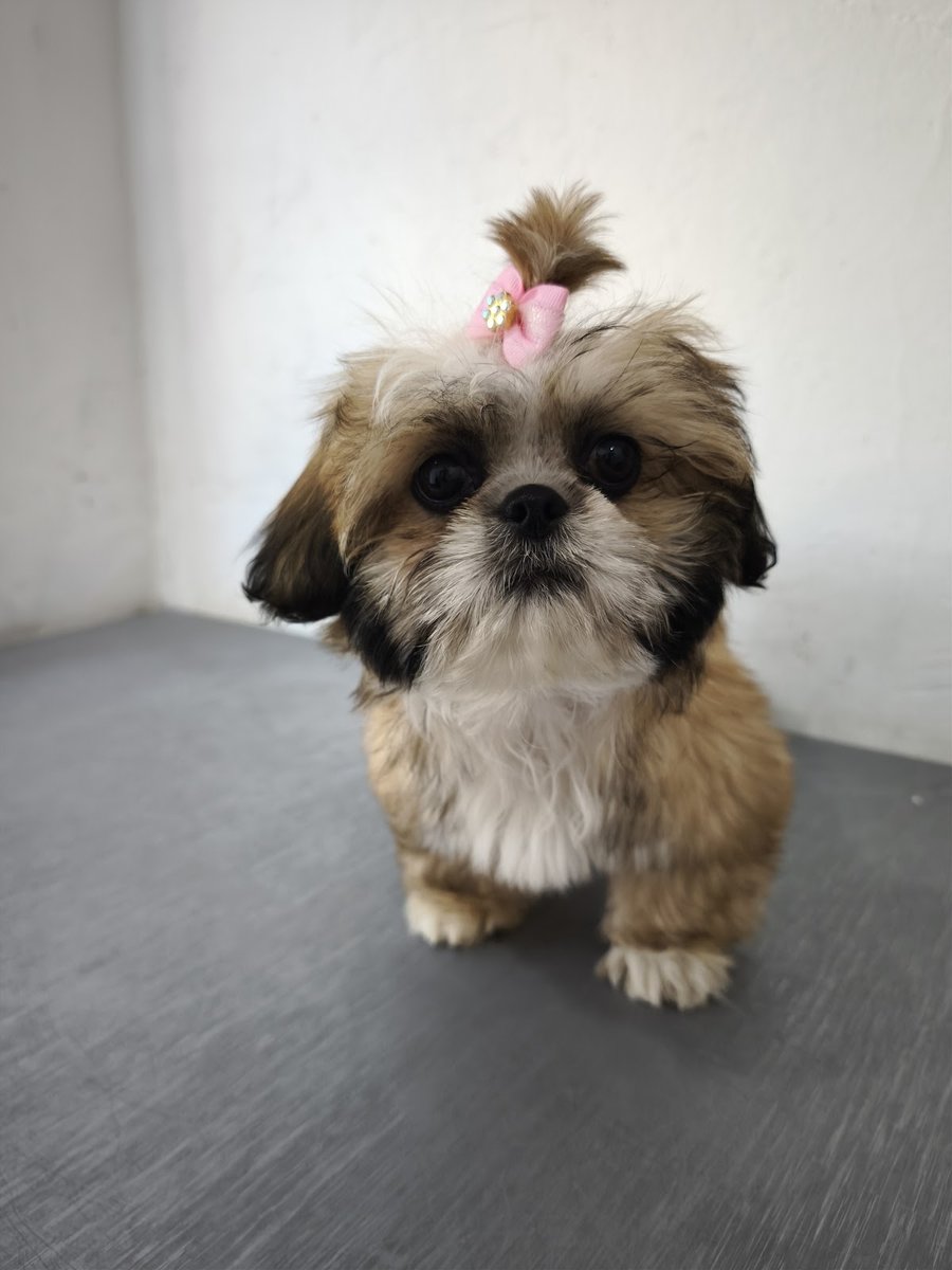 Pet Padua Vet ( Veterinário e Banho/Tosa )