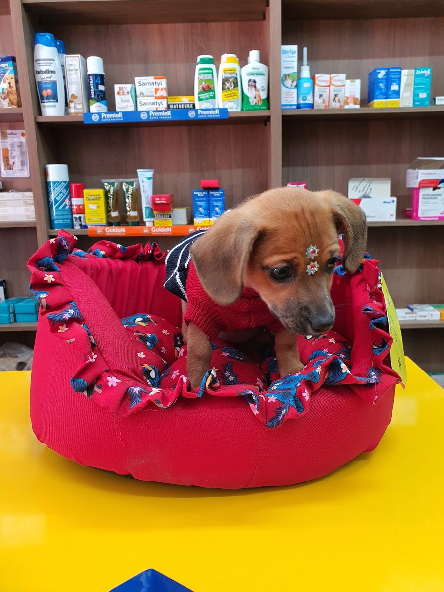 Pet Shop Guarany Dog S