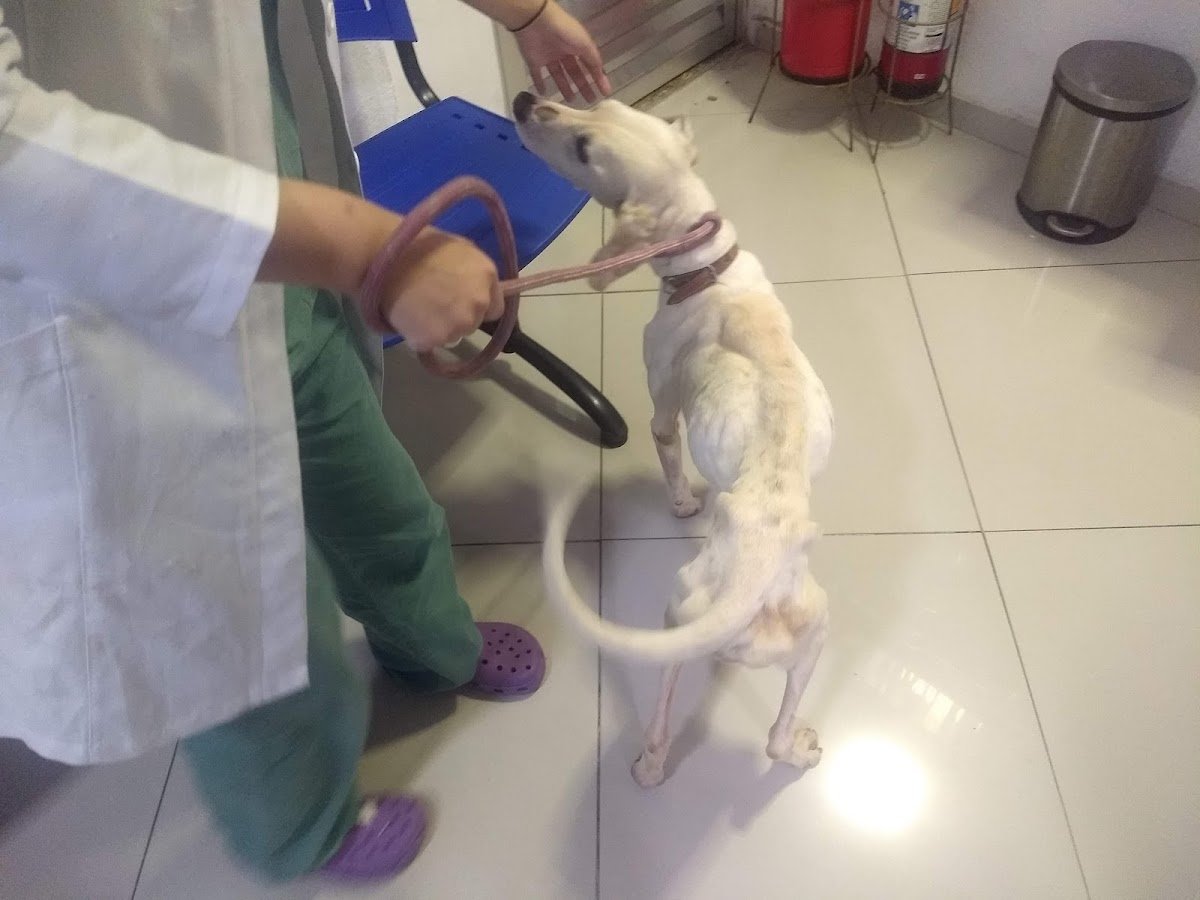 Veterinary Clinic Noah's Ark