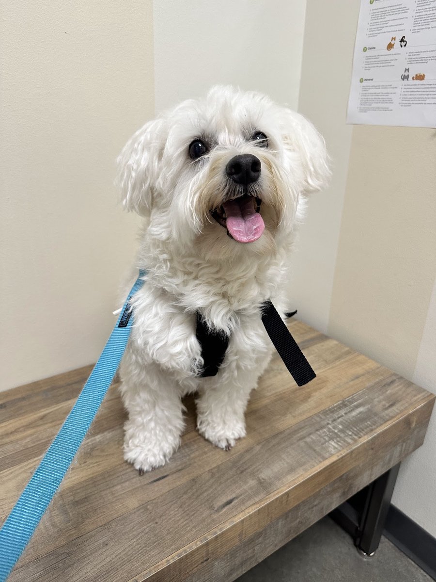 Clínica Veterinária Sílvia Pereira