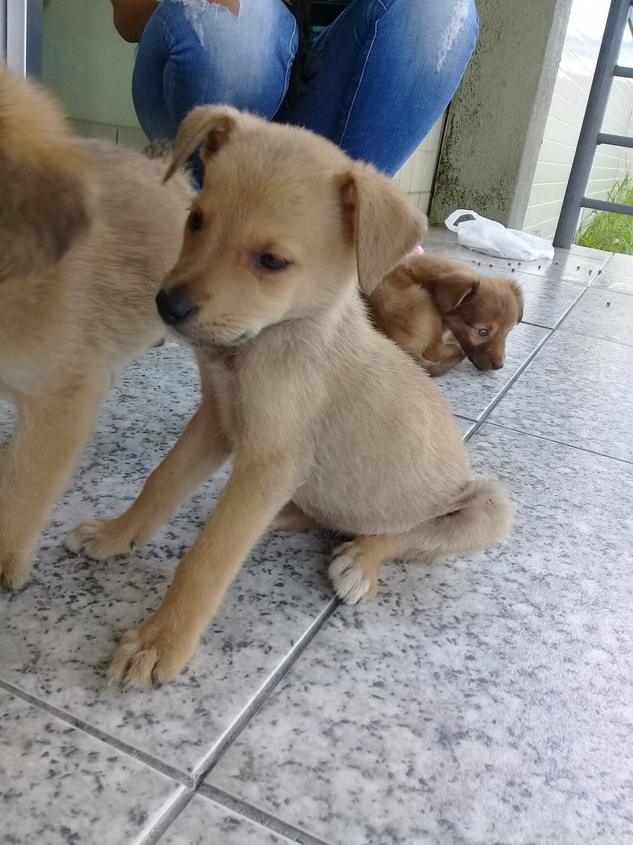 Centro de Controle de Zoonoses e Serviço Veterinário