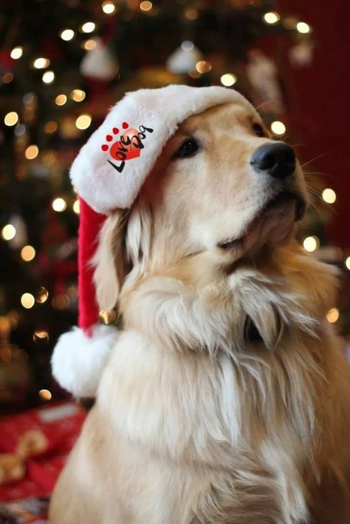 Love Dog Centro Estético Para Cães.