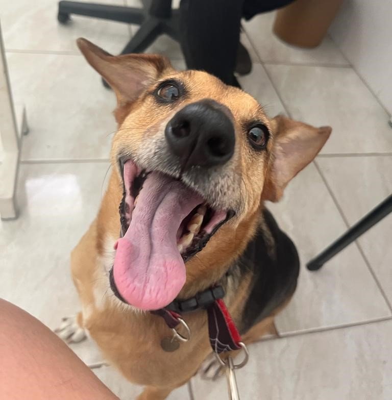 Clínica Veterinária Saccomani