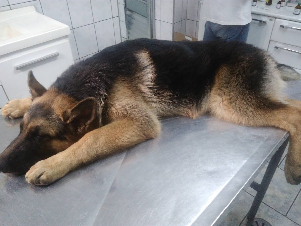 Vet Clínica Veterinária