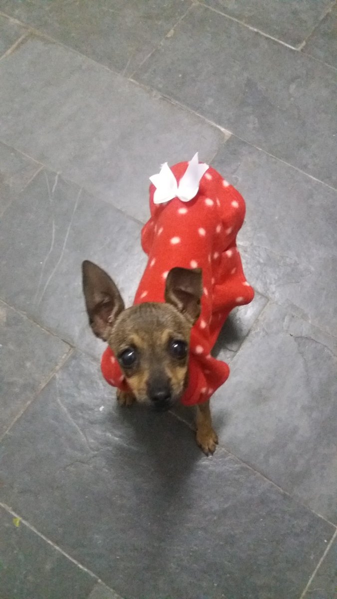 Clinica Veterinária Mr. Dog