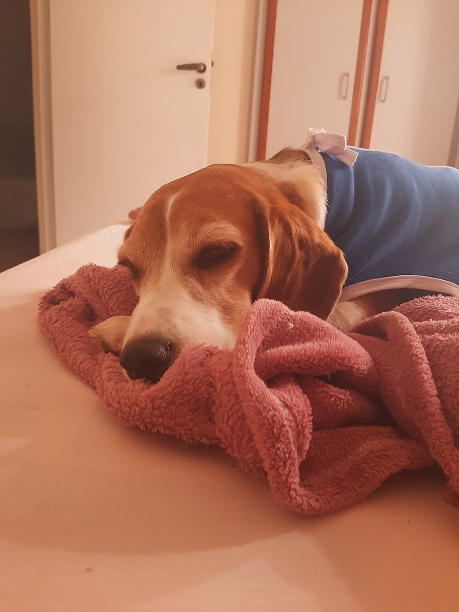 Veterinária São Sebastião