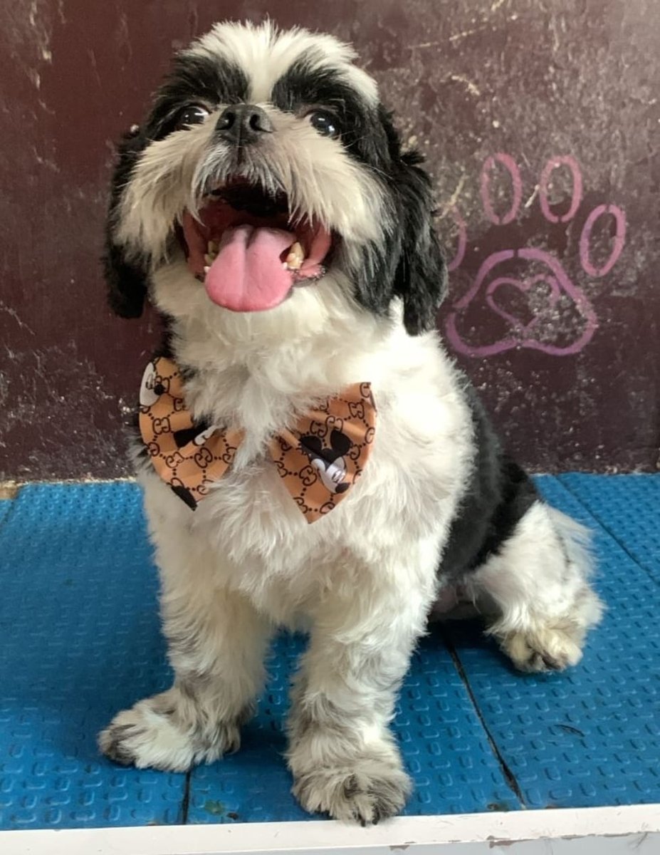 Pet Cão & Outros Bichos