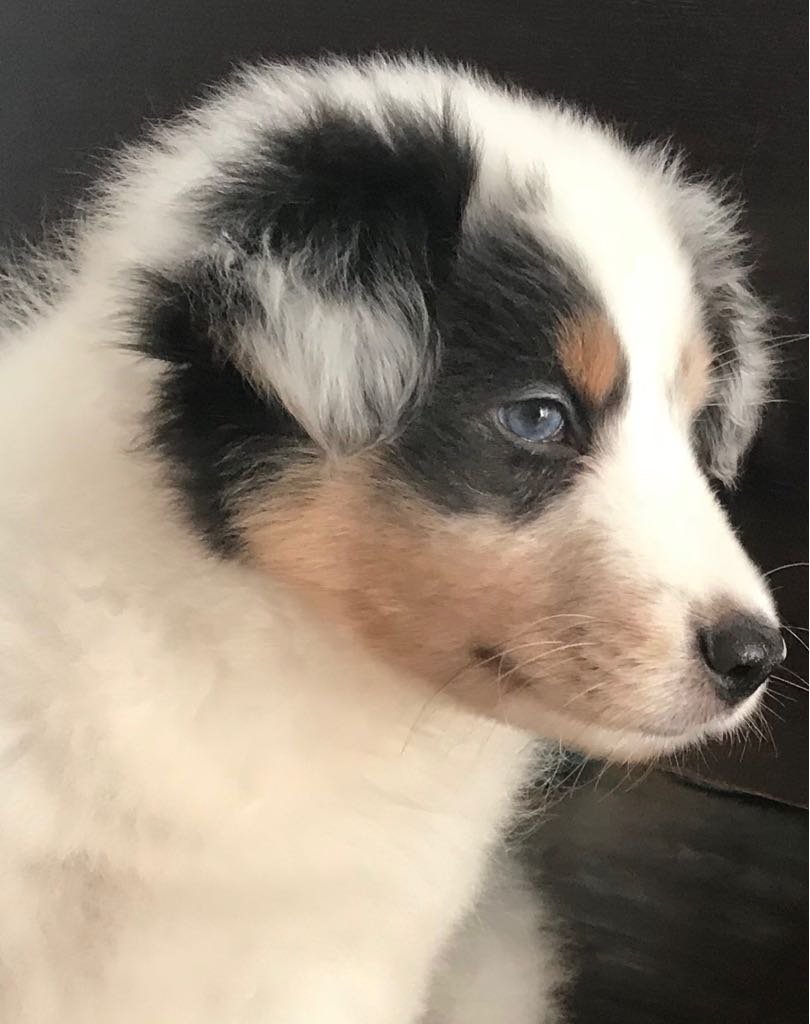 Canil SHELTIE'S SHELTER