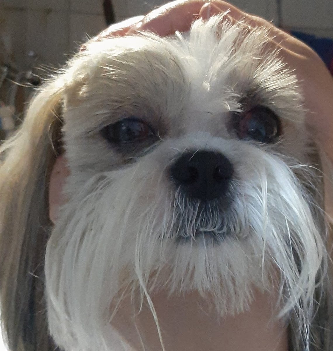 Pet Shop Dog's Laila