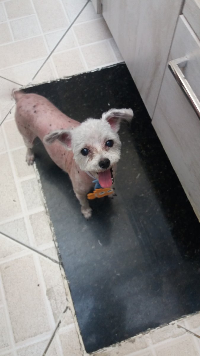 Cão Cheiroso Pet Shop