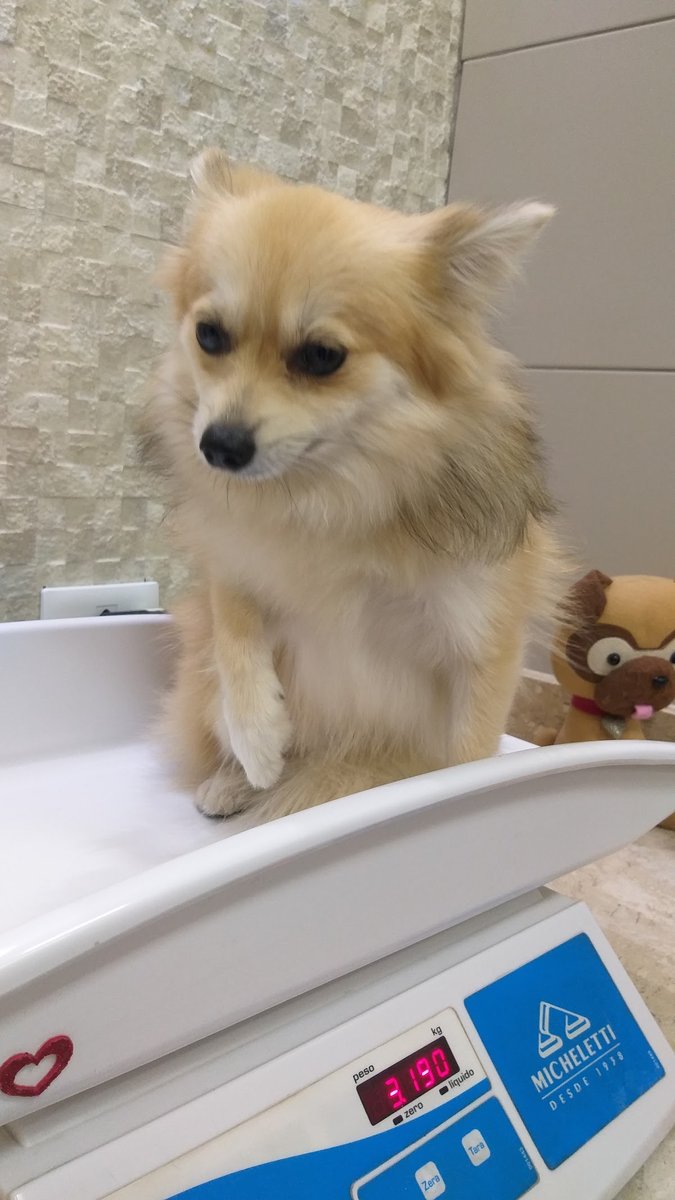 Clinica Veterinaria Lord S Dog