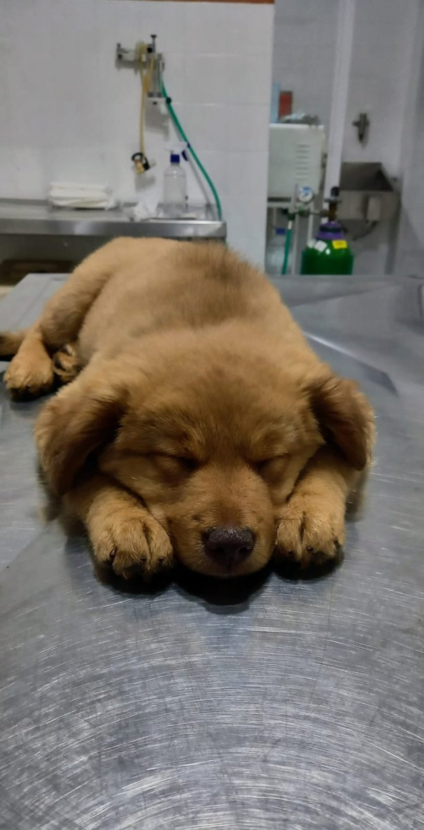 Clínica Veterinária e Cirúrgica Luiz Antonio Bartimarchi