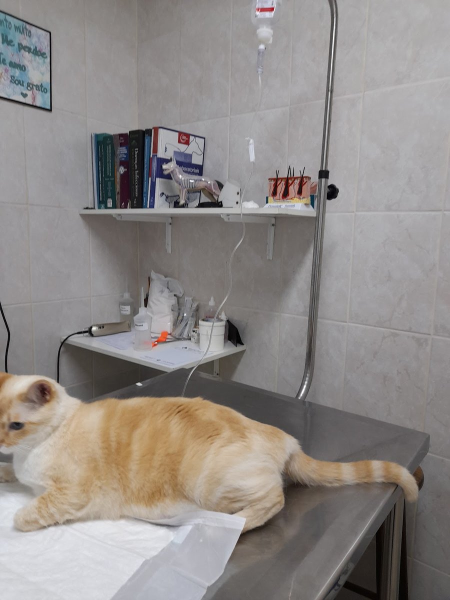 Royal Sandy Pet Shop