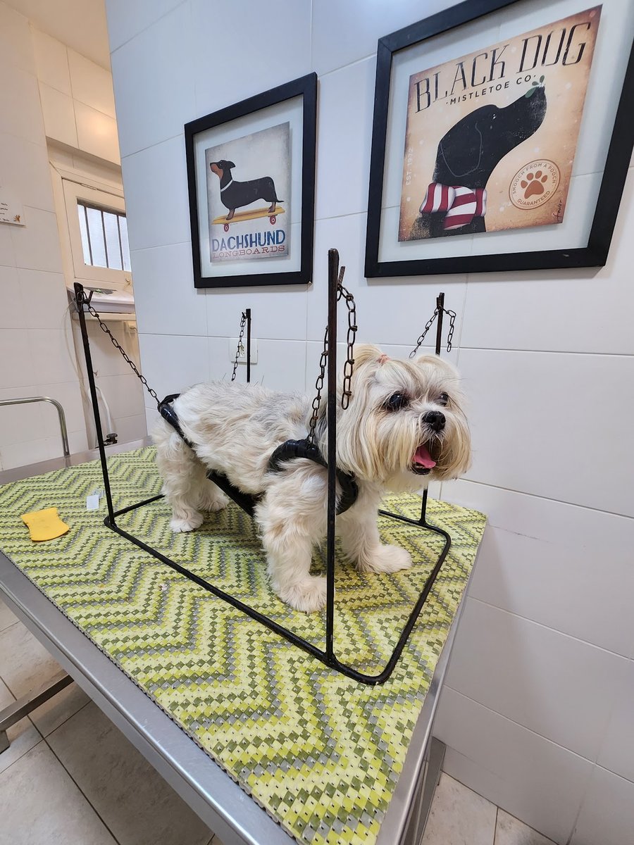 Acuvet Acupuntura Veterinária