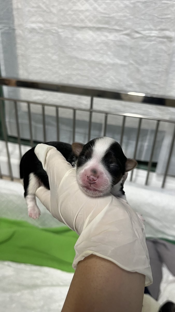 Veterinário em Domicilio