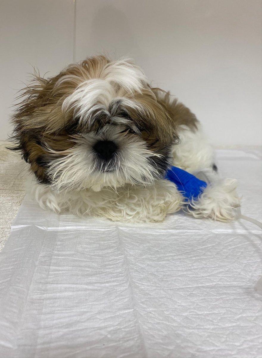 Clínica Veterinária