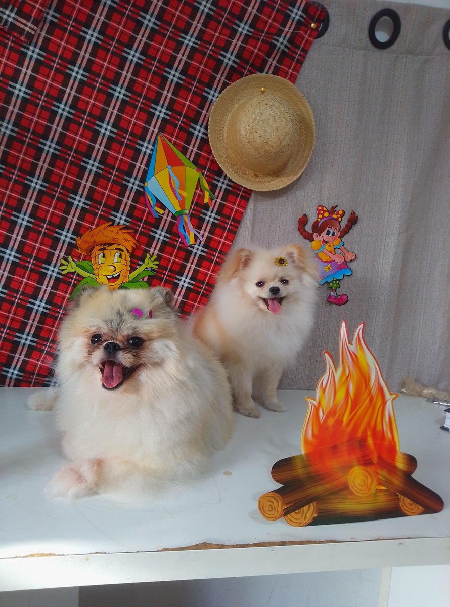 Pet Spa Animalle,banho e tosa,pet shop