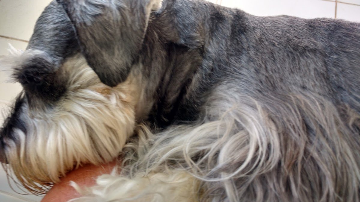 Daniele Ribeiro Rodrigues