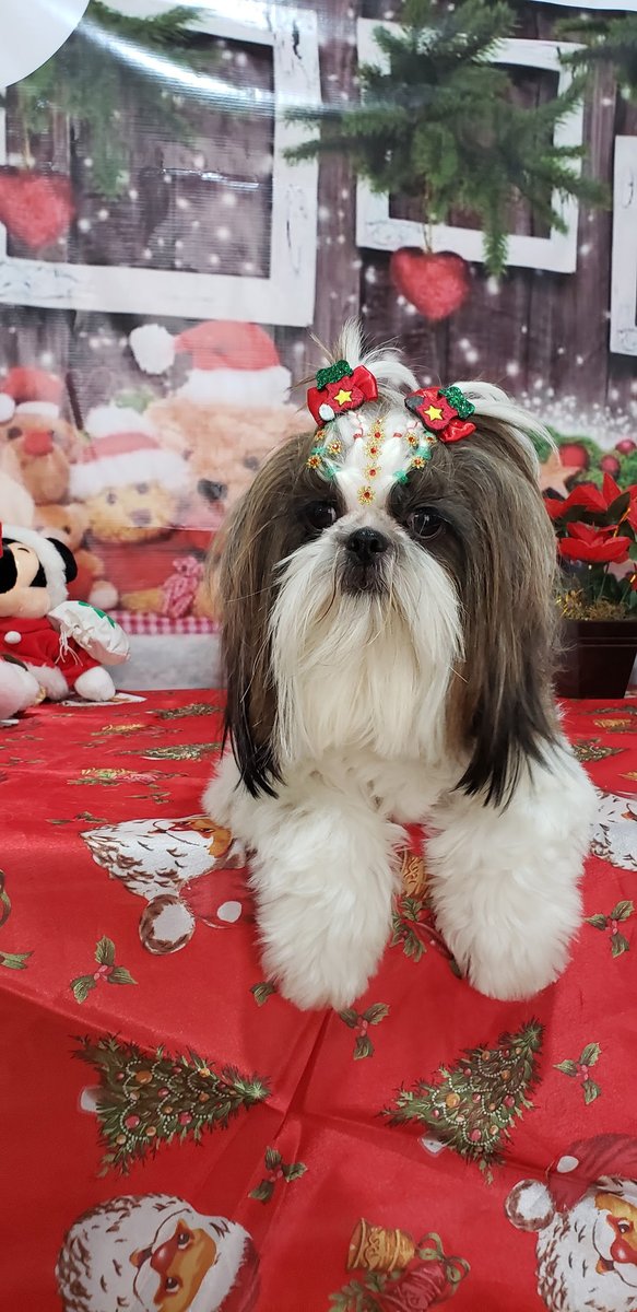 Clínica Veterinária Miranda