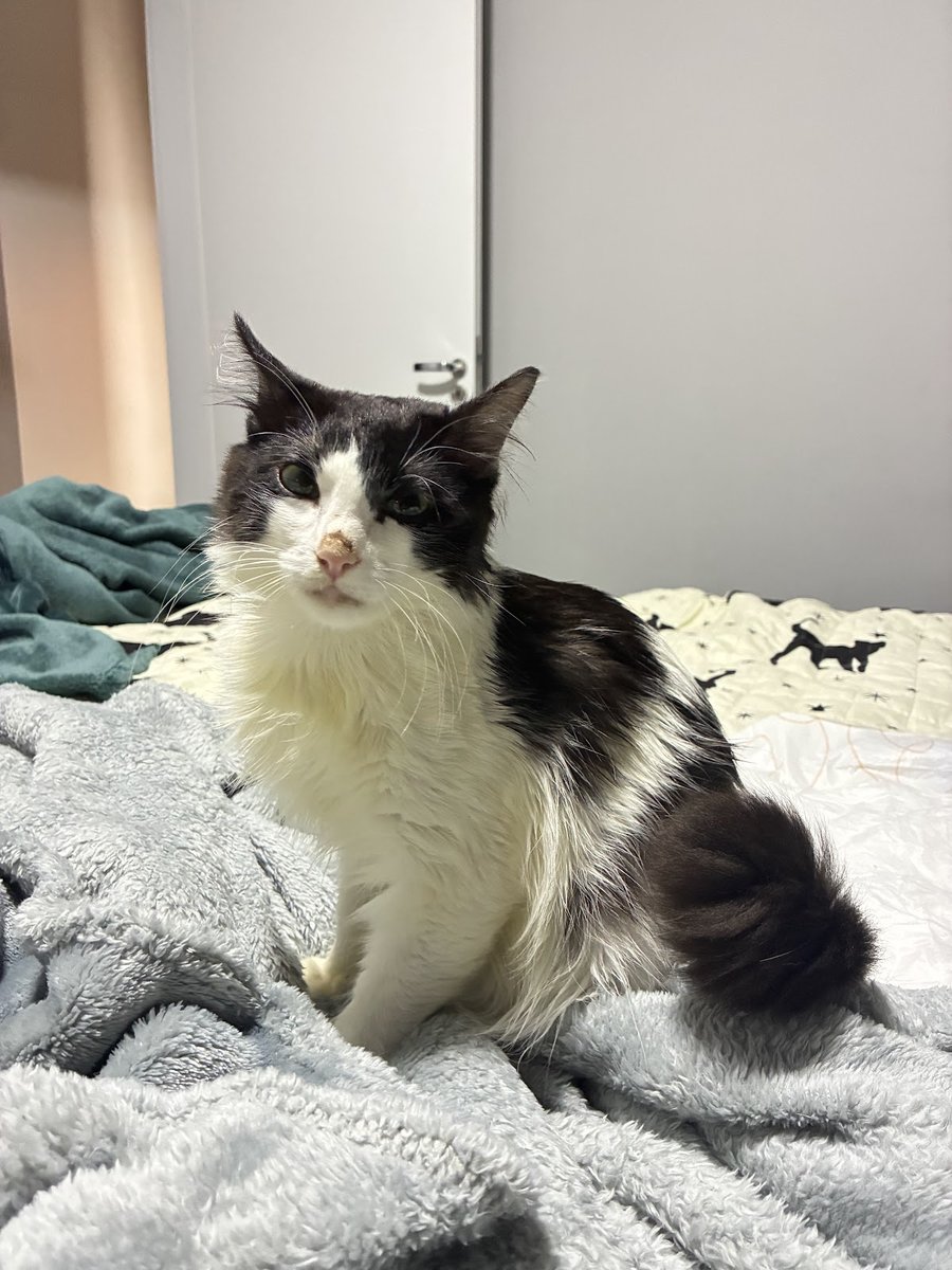 Clinica Veterinária