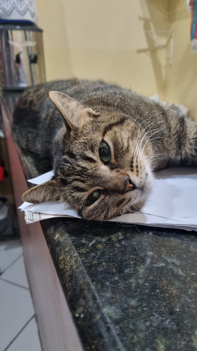 Bicho Bom Atendimento Veterinário e Pet Shop