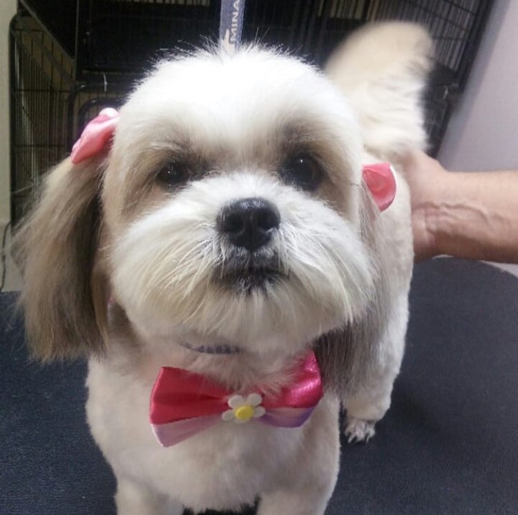 Amicão Veterinária e Pet Shop