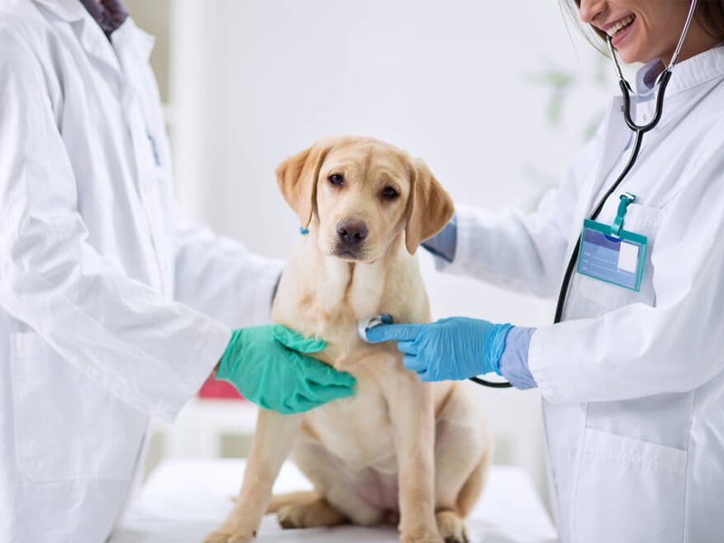 Pet Shop - Clínica Veterinária