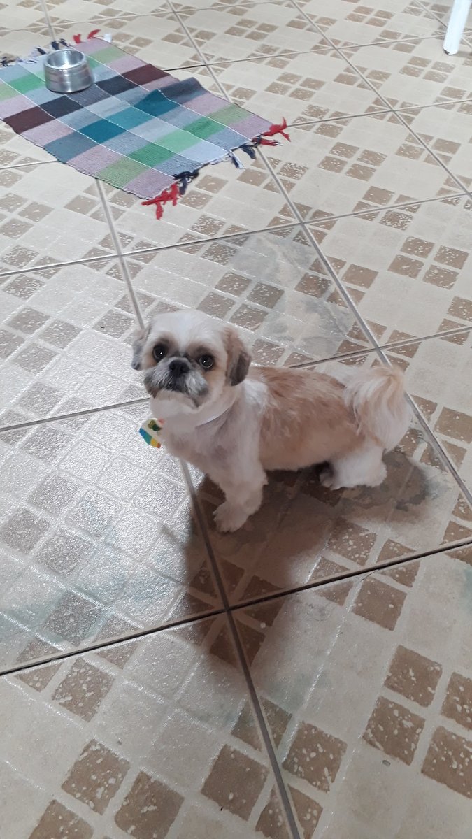 Clínica Veterinária São Geraldo