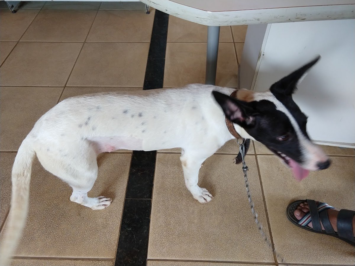 Uai Consultório Veterinário