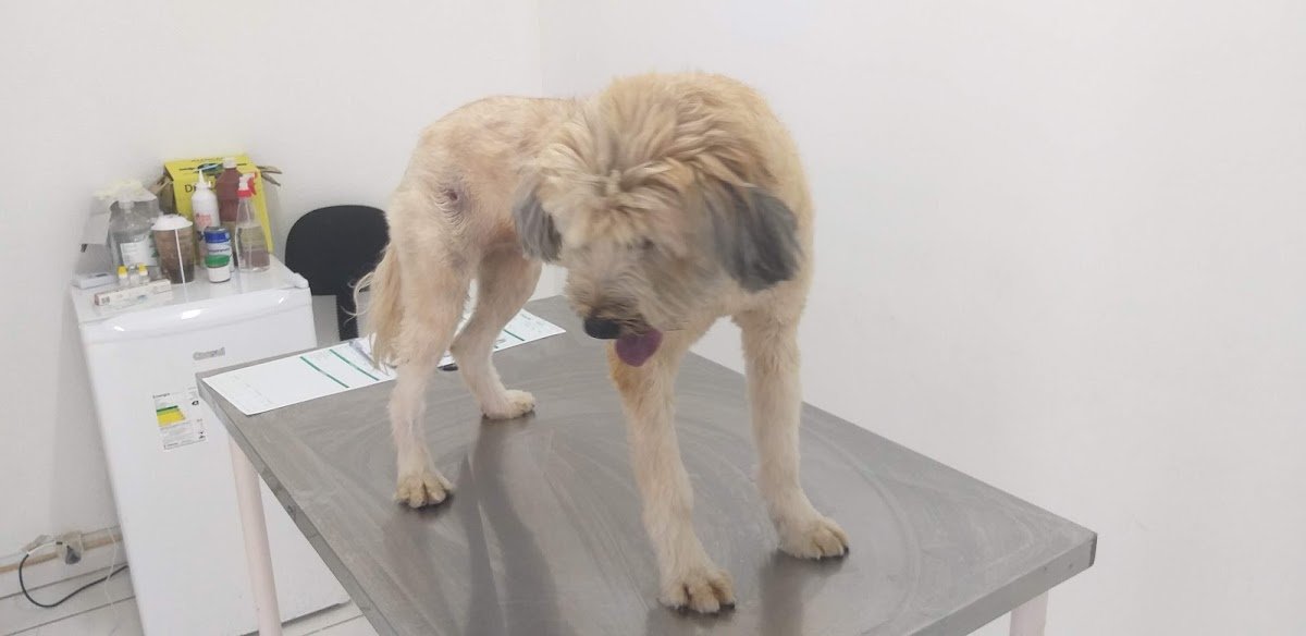 Avlis Pet Shop & Veterinaria