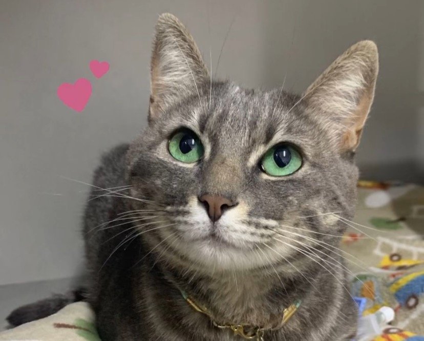 SAVE - Atendimento Veterinário 24hs Especializado com URGÊNCIA e EMERGÊNCIA em Curitiba