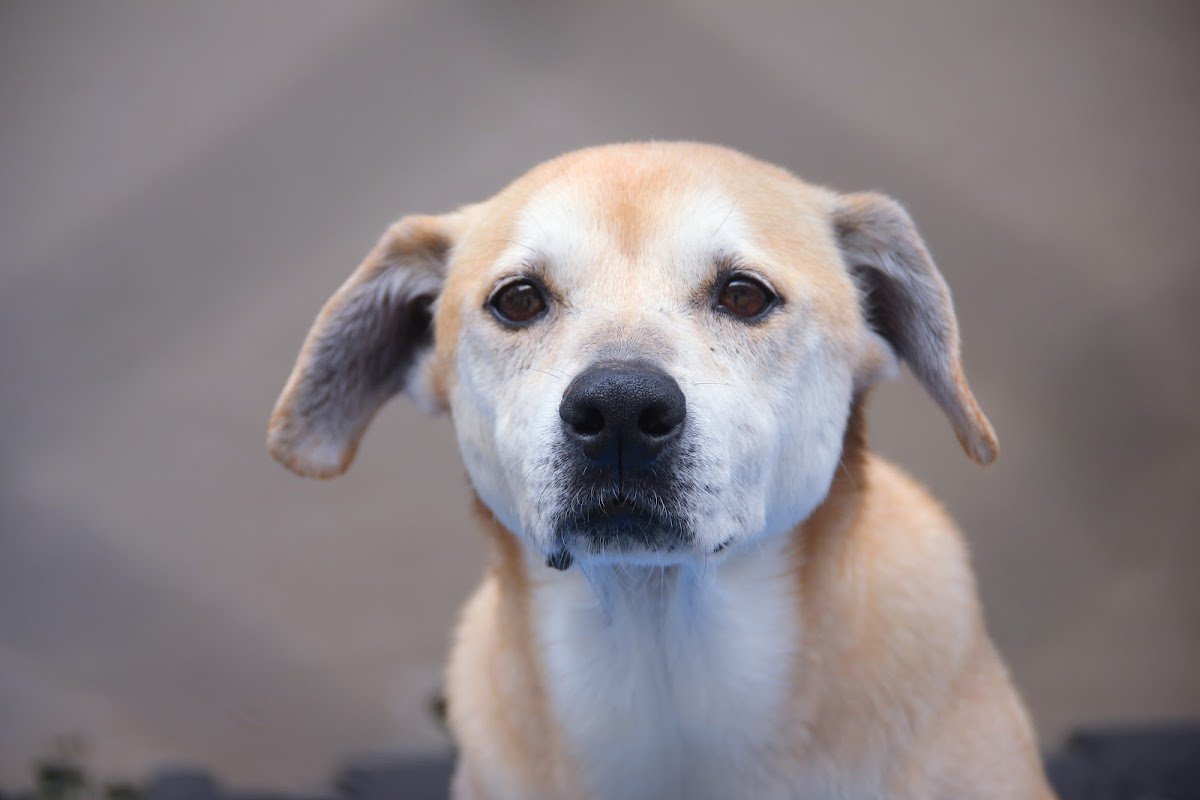 Clínica Veterinária Pedigree