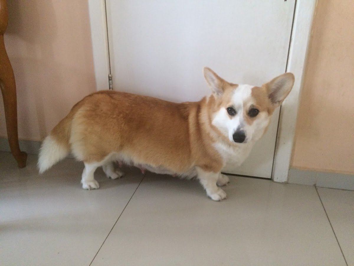 Clínica Veterinária Kim