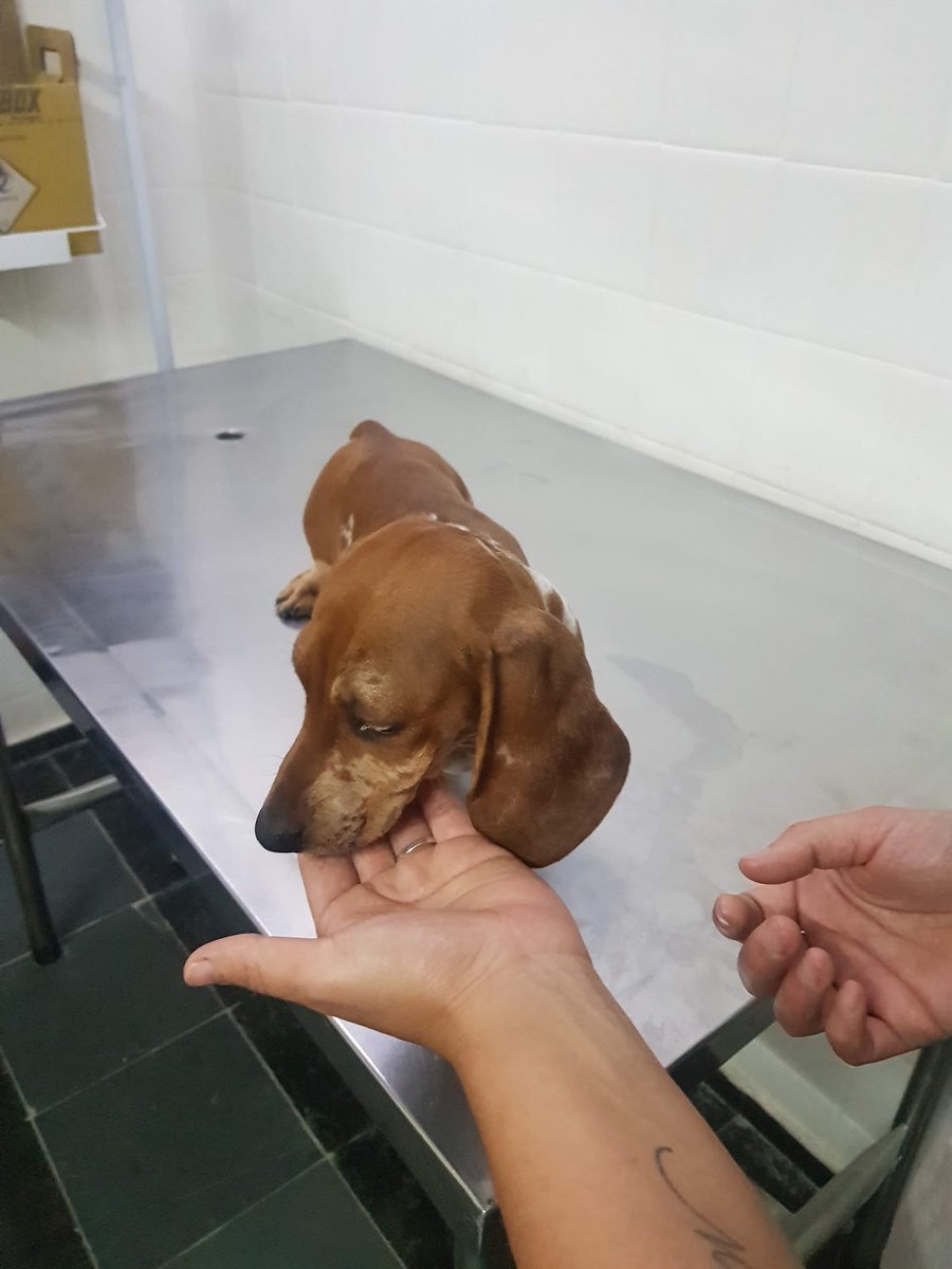 Consultório Veterinário São Lázaro