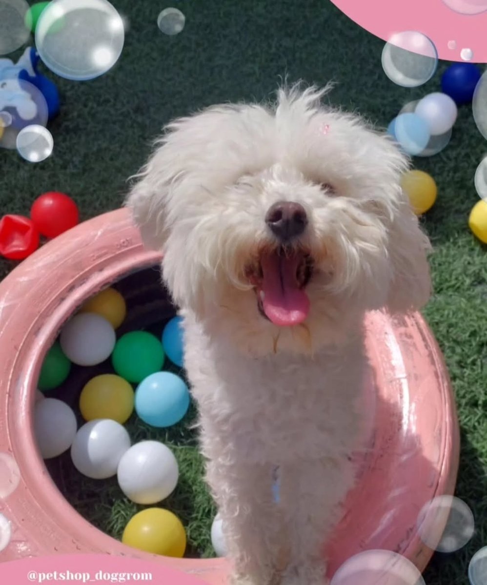 Pet Shop Trimming Dog