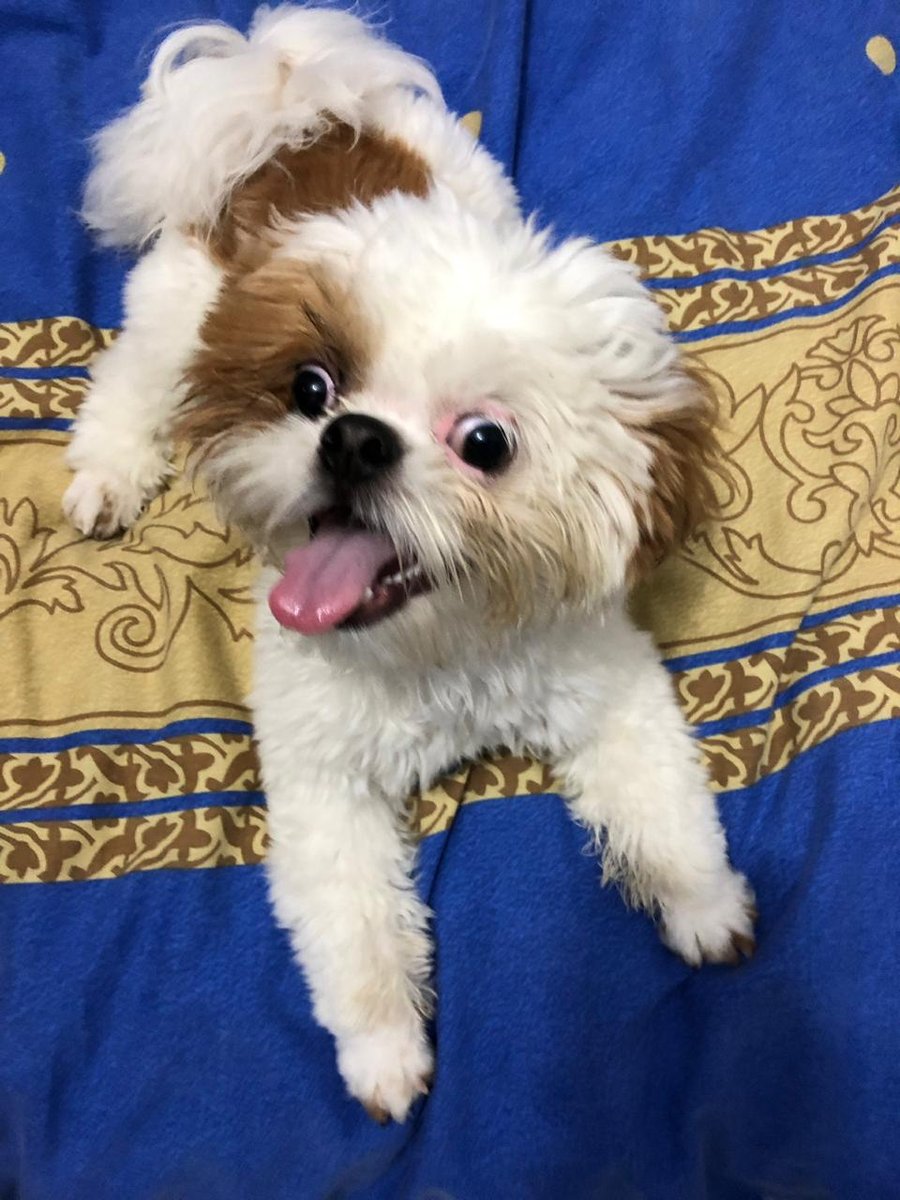 Clínica Veterinária Med Cão