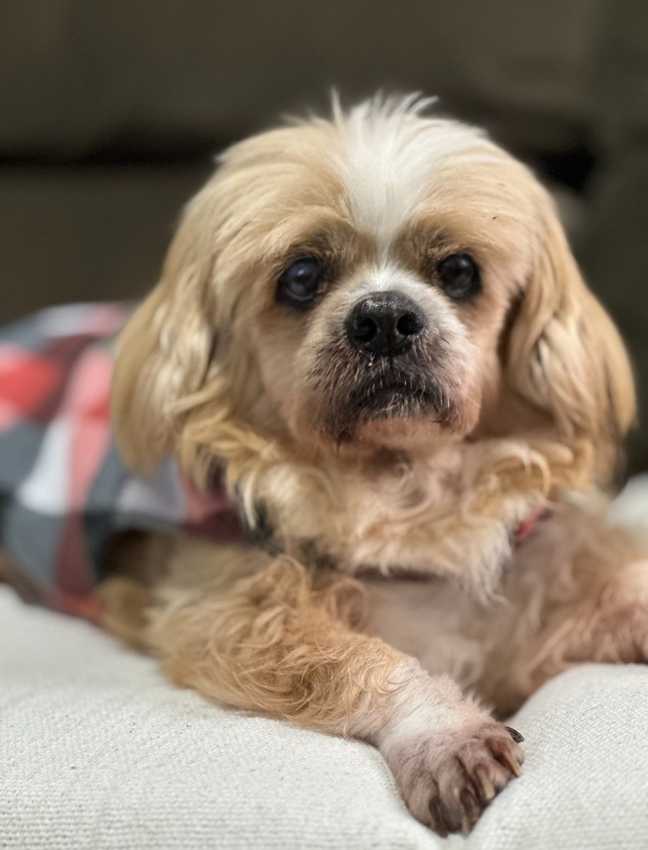 CLÍNICA VETERINÁRIA JEFFERSON CONSULTÓRIO VETERINÁRIO EM CURITIBA