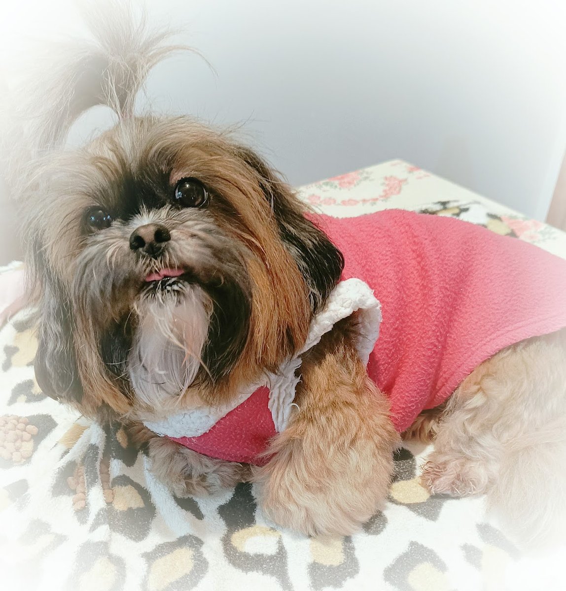 Veterinaria Pet Plan